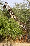 TANZANIA - Lake Manyara National Park - 43